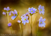 190512Spring74-1ImpressionTexture