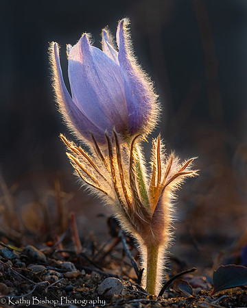Pasque Flower Glow