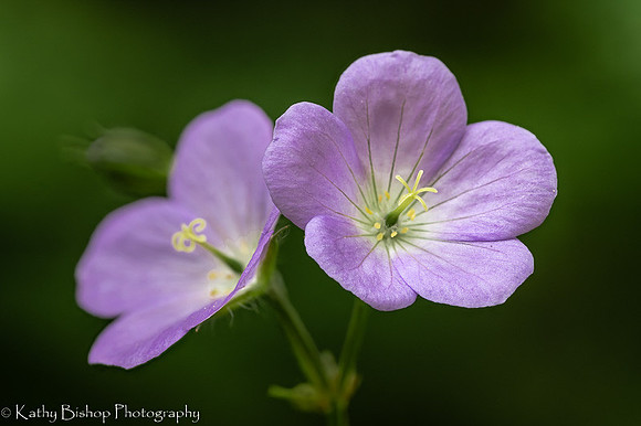 Wild Geranium Duo