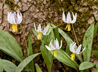 160418Nerstrand207