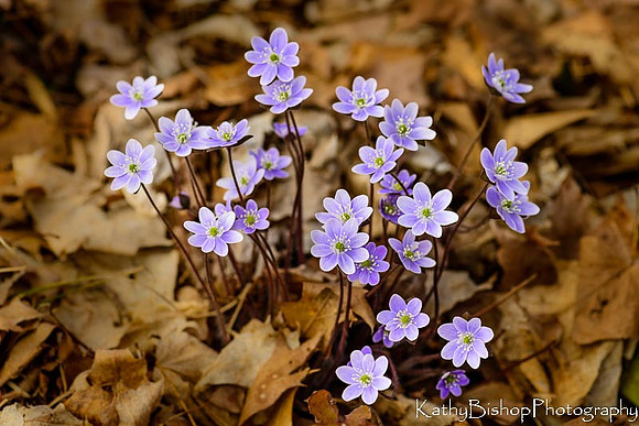 Say Hello to Spring