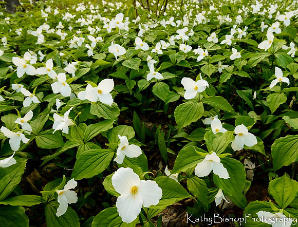 Carpet of Beauty