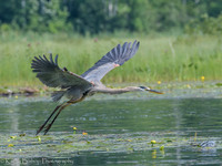 190707Flowage368