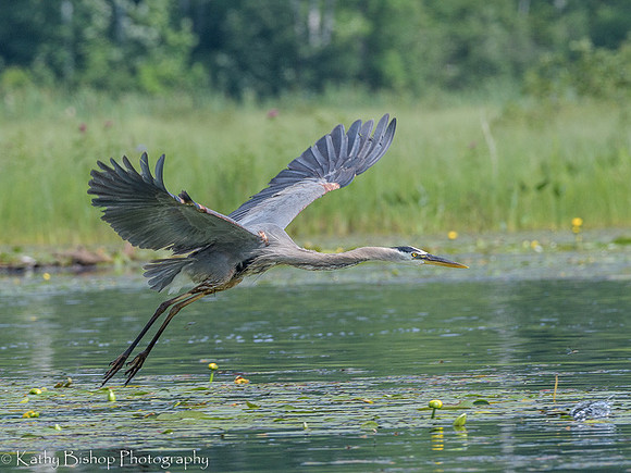 190707Flowage368