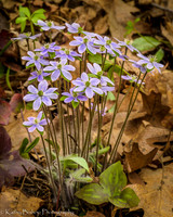 160418Nerstrand576-1
