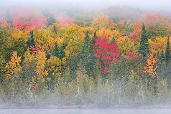Color in the Mist