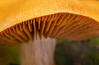 View from Below