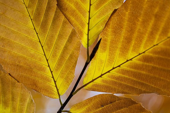 Beech Leaf Glow
