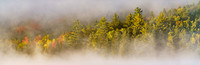 Through the Fog