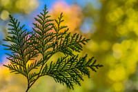 Reaching for the Sky