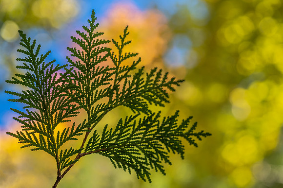 Reaching for the Sky