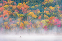 Waiting for a Moose