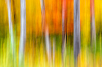 Forest on Fire