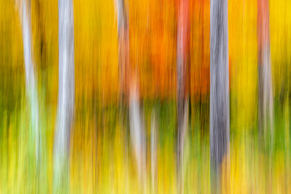 Forest on Fire