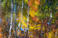 Forest Reflection