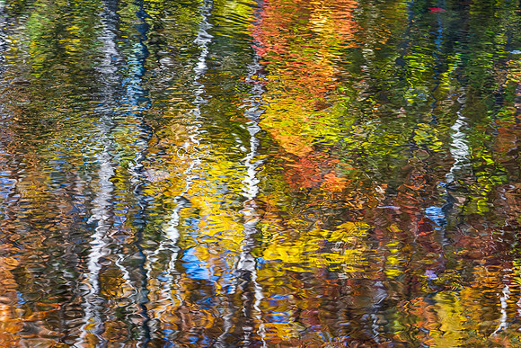 Forest Reflection