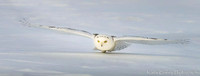 Swooping in for the Kill