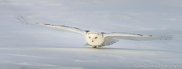 Swooping in for the Kill