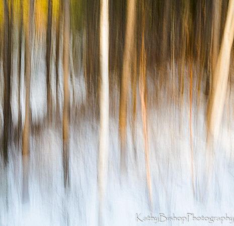 Woods Awash