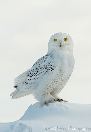 Snowy Owl Portrait