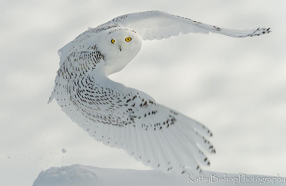 Eyes on the Prize