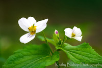 Canada White Violet