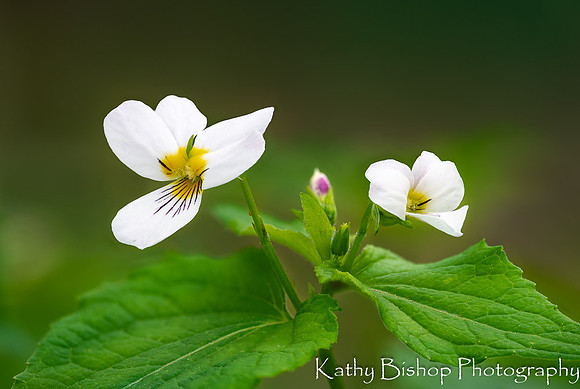 Canada White Violet