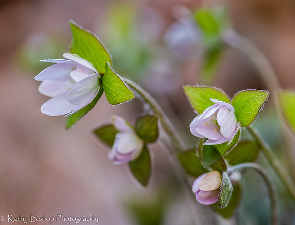Pink Hepatica