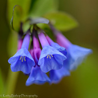 Bluebell Closeup