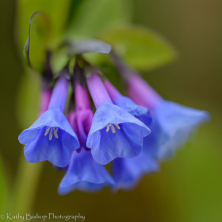 Bluebell Closeup