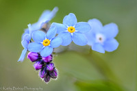 Forget-me-not