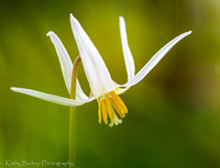 White Trout Lily