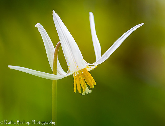White Trout Lily
