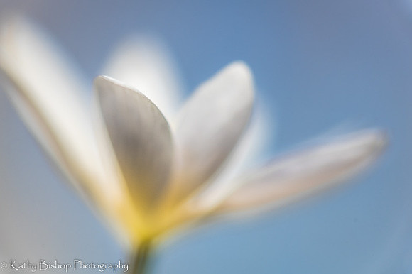 Bloodroot Blur