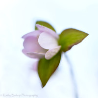 High Key Hepatica
