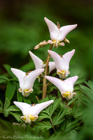 Dutchman's Breeches