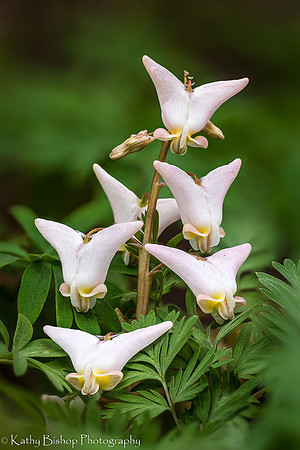 Dutchman's Breeches