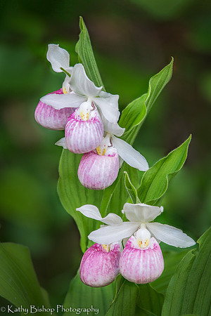 Showy Ladys Slipper Portrait