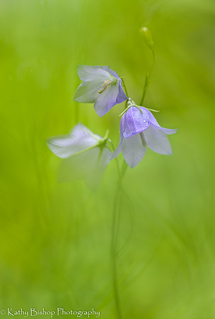 Harebell
