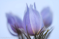 Pasque Flower
