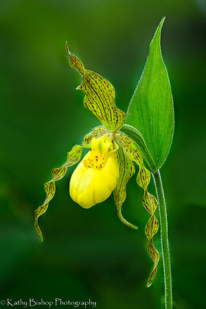 Small Yellow Lady's Slipper