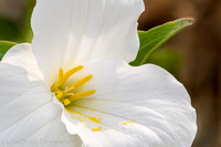 Trillium Portrait