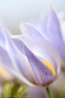 Pasque Flower