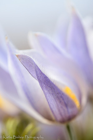 Pasque Flower