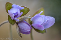 Purple Hepatica Buds