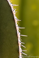 140321Tucson131