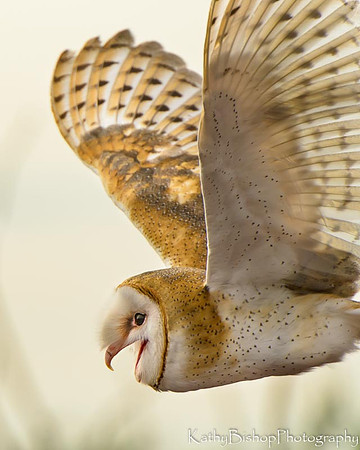 Barn Owl