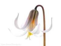 High Key Trout Lily