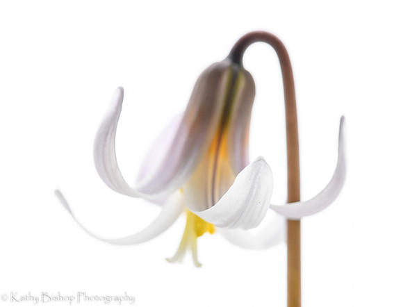 High Key Trout Lily