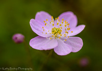 Rue Anemone
